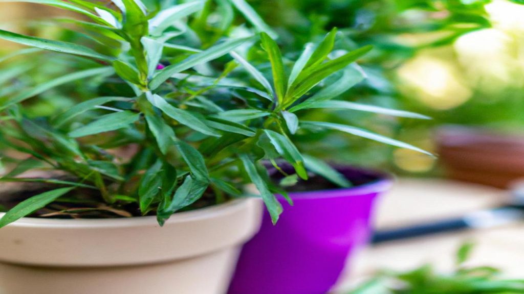 Jak uprawiać estragon w doniczce?