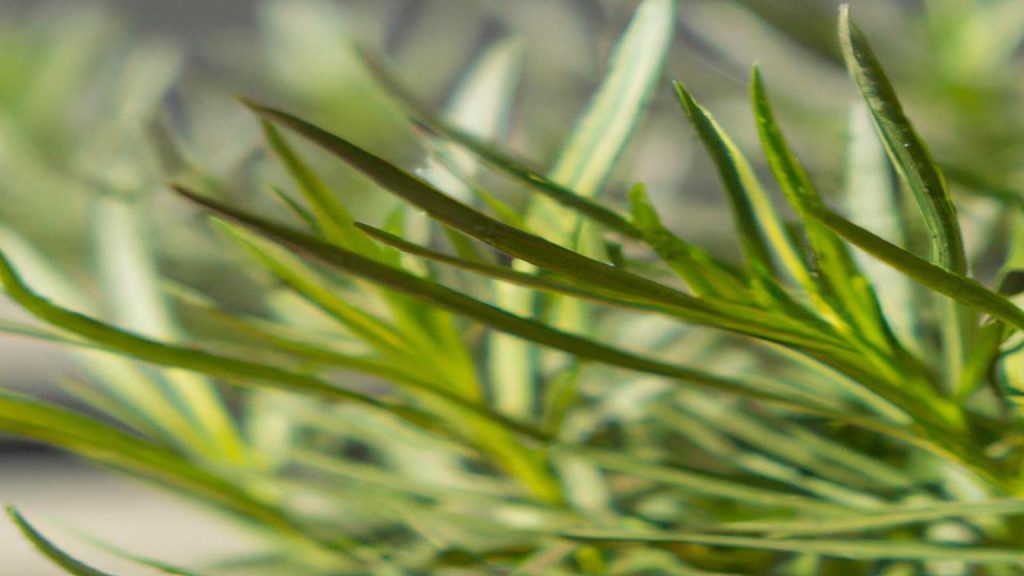 Jak wygląda estragon i po czym go rozpoznać?